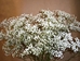 BOX OF 13 BUNCHES OF MILLION STAR BABY'S BREATH- THIS SPECIALLY PRICED BOX IS FOR SPECIAL INTERNET ONLY PURCHASE! Baby's Breath, Wedding Flowers, Cheap Wedding Flowers, DIY wedding Flowers