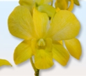 DENDROBIUM-YELLOW 10 STEMS DYED 