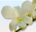 DENDROBIUM ORCHID-WHITE 10 STEMS 