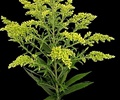 ASTER SOLIDAGO, YELLOW 10 STEMS 
